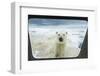 Polar Bear Looking into Boat Window, Nunavut, Canada-Paul Souders-Framed Photographic Print