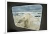 Polar Bear Looking into Boat Window, Nunavut, Canada-Paul Souders-Framed Photographic Print