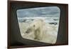 Polar Bear Looking into Boat Window, Nunavut, Canada-Paul Souders-Framed Photographic Print