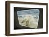 Polar Bear Looking into Boat Window, Nunavut, Canada-Paul Souders-Framed Photographic Print