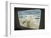 Polar Bear Looking into Boat Window, Nunavut, Canada-Paul Souders-Framed Photographic Print