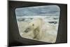 Polar Bear Looking into Boat Window, Nunavut, Canada-Paul Souders-Mounted Photographic Print