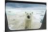 Polar Bear Looking into Boat Window, Nunavut, Canada-Paul Souders-Stretched Canvas