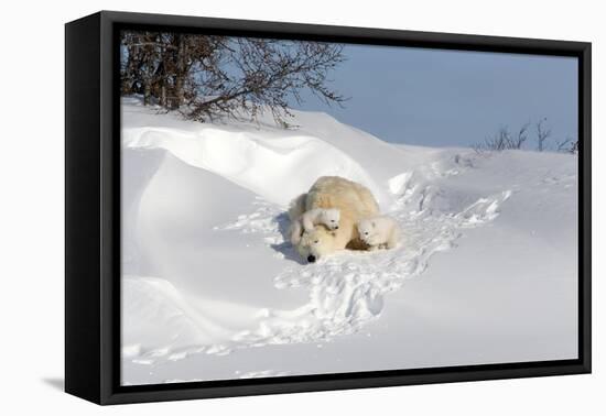 Polar Bear Love-Howard Ruby-Framed Stretched Canvas