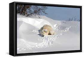 Polar Bear Love-Howard Ruby-Framed Stretched Canvas