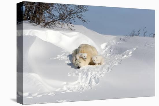 Polar Bear Love-Howard Ruby-Stretched Canvas