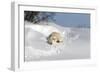 Polar Bear Love-Howard Ruby-Framed Premium Photographic Print