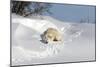 Polar Bear Love-Howard Ruby-Mounted Premium Photographic Print