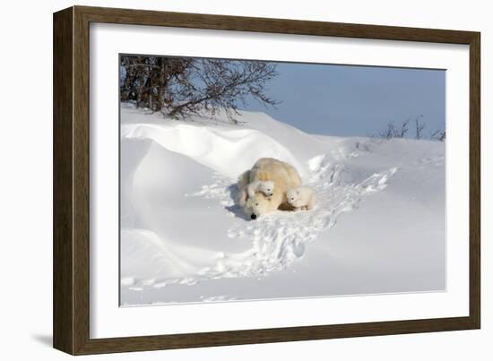 Polar Bear Love-Howard Ruby-Framed Photographic Print