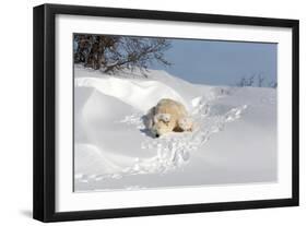 Polar Bear Love-Howard Ruby-Framed Photographic Print