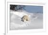 Polar Bear Love-Howard Ruby-Framed Photographic Print