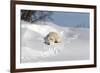 Polar Bear Love-Howard Ruby-Framed Photographic Print