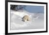 Polar Bear Love-Howard Ruby-Framed Photographic Print