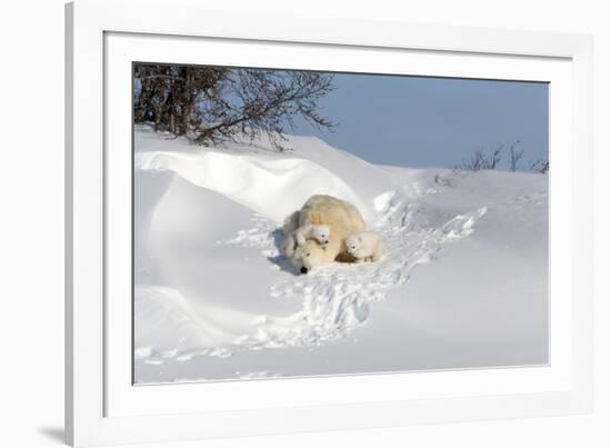 Polar Bear Love-Howard Ruby-Framed Photographic Print