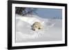 Polar Bear Love-Howard Ruby-Framed Photographic Print