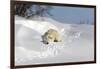 Polar Bear Love-Howard Ruby-Framed Photographic Print