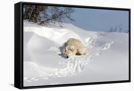 Polar Bear Love-Howard Ruby-Framed Stretched Canvas