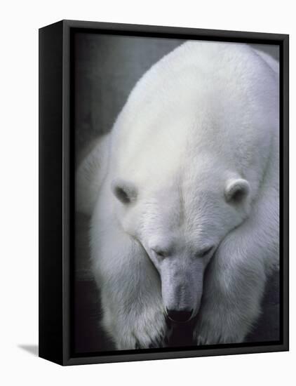 Polar Bear Lying Down-Stuart Westmorland-Framed Stretched Canvas