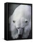 Polar Bear Lying Down-Stuart Westmorland-Framed Stretched Canvas