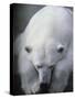 Polar Bear Lying Down-Stuart Westmorland-Stretched Canvas