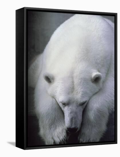 Polar Bear Lying Down-Stuart Westmorland-Framed Stretched Canvas