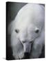 Polar Bear Lying Down-Stuart Westmorland-Stretched Canvas