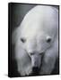 Polar Bear Lying Down-Stuart Westmorland-Framed Stretched Canvas
