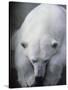 Polar Bear Lying Down-Stuart Westmorland-Stretched Canvas