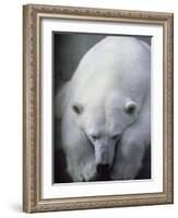 Polar Bear Lying Down-Stuart Westmorland-Framed Photographic Print