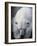 Polar Bear Lying Down-Stuart Westmorland-Framed Photographic Print