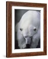 Polar Bear Lying Down-Stuart Westmorland-Framed Photographic Print