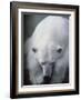 Polar Bear Lying Down-Stuart Westmorland-Framed Photographic Print