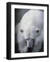 Polar Bear Lying Down-Stuart Westmorland-Framed Photographic Print