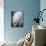 Polar Bear Lying Down-Stuart Westmorland-Mounted Photographic Print displayed on a wall