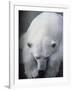 Polar Bear Lying Down-Stuart Westmorland-Framed Photographic Print