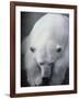 Polar Bear Lying Down-Stuart Westmorland-Framed Photographic Print