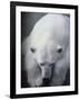 Polar Bear Lying Down-Stuart Westmorland-Framed Photographic Print