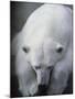 Polar Bear Lying Down-Stuart Westmorland-Mounted Photographic Print