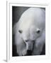 Polar Bear Lying Down-Stuart Westmorland-Framed Photographic Print