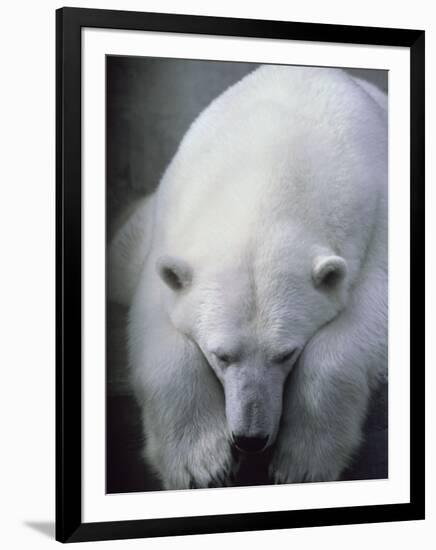 Polar Bear Lying Down-Stuart Westmorland-Framed Photographic Print