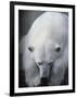 Polar Bear Lying Down-Stuart Westmorland-Framed Photographic Print