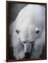 Polar Bear Lying Down-Stuart Westmorland-Framed Photographic Print