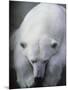 Polar Bear Lying Down-Stuart Westmorland-Mounted Photographic Print