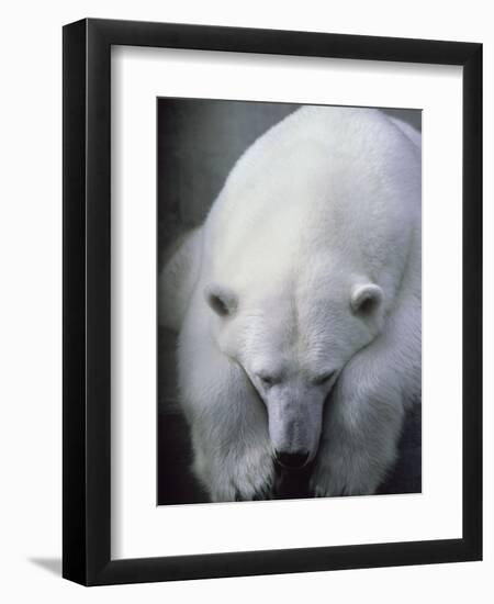 Polar Bear Lying Down-Stuart Westmorland-Framed Premium Photographic Print