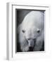 Polar Bear Lying Down-Stuart Westmorland-Framed Premium Photographic Print