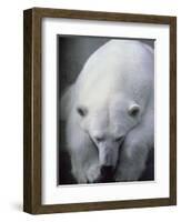 Polar Bear Lying Down-Stuart Westmorland-Framed Photographic Print