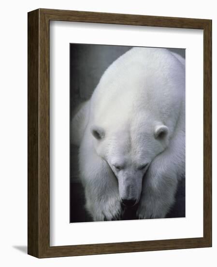 Polar Bear Lying Down-Stuart Westmorland-Framed Photographic Print