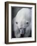 Polar Bear Lying Down-Stuart Westmorland-Framed Photographic Print