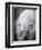 Polar Bear Lying Down-Stuart Westmorland-Framed Photographic Print