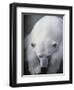 Polar Bear Lying Down-Stuart Westmorland-Framed Photographic Print